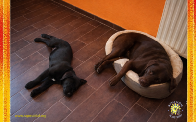 Bodzablog, 73. rész